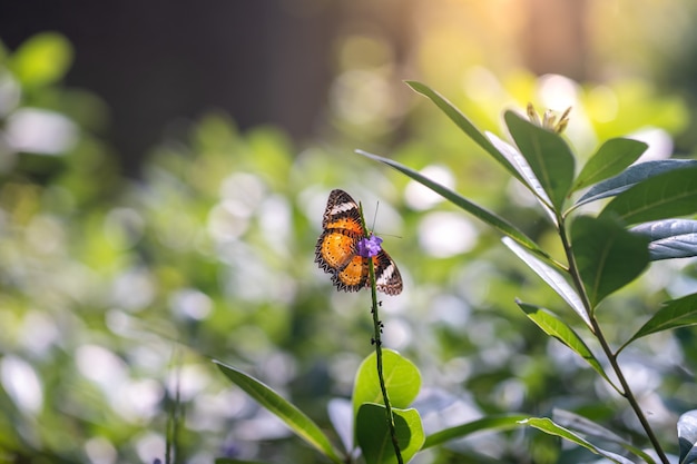 Kolorowy motyl na gałąź.