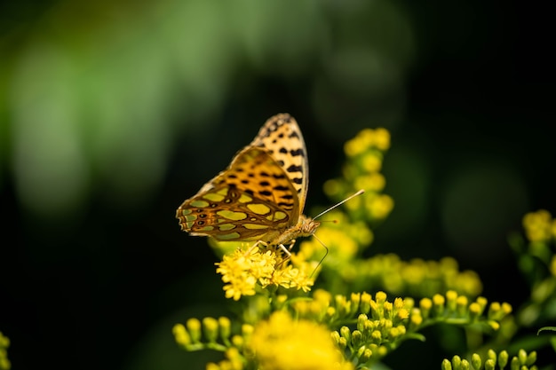 Kolorowy motyl na jasnym polu kwiatowym, niesamowita przyroda