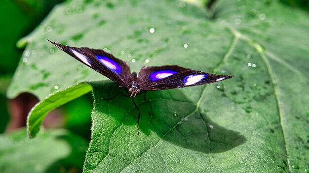 Zdjęcie kolorowy motyl na kwiatku liściastym elegancki i delikatny