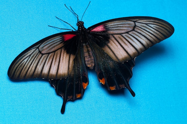 Kolorowy Motyl, Na Niebiesko, Widok Z Góry. Papilio Helenus.