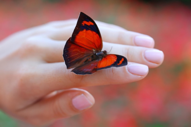 Kolorowy motyl w zbliżeniu kobiecej dłoni