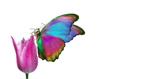 Kolorowy motyl z motylem na skrzydle