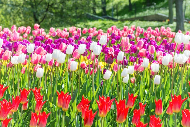 Kolorowy ogród tulipanów w zielonym parku