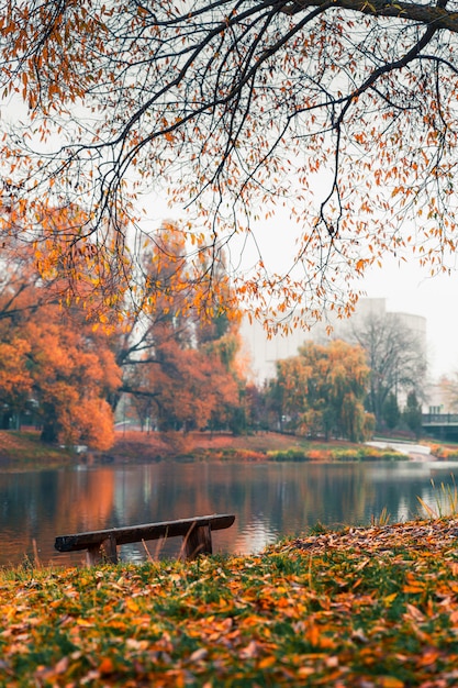 Kolorowy Park Jesień. Jesieni Drzewa Z żółtymi Liśćmi W Jesień Parku. Biełgorod. Rosja.