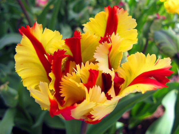 Kolorowy piękny czerwony żółty tulipanowy kwiat o nietypowym kształcie z bliska, wiosenny kwiat