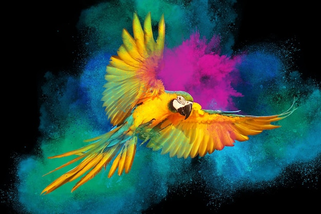 Kolorowy proszek wybuch z papuga Ara latający na białym tle na czarnym tle.