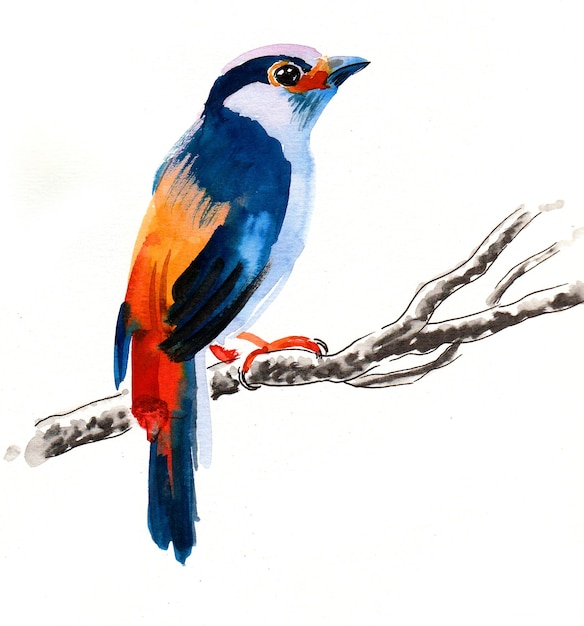 Kolorowy ptak siedzący na gałęzi drzewa. Rysunek tuszem i akwarelą