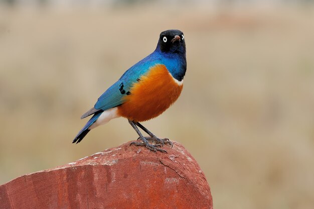 Kolorowy Ptak Superb Starling Siedzi Na Gałęzi