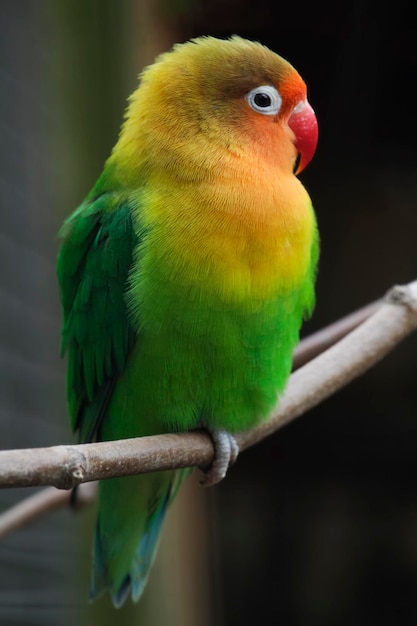 Kolorowy ptak z czerwonym dziobem siedzi na gałęzi.