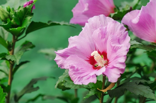 Kolorowy różowy hibiskus kwitnący w ogrodzie w słoneczny letni dzień Różowa róża ślazowa Róża hibiskusa w ogrodzie