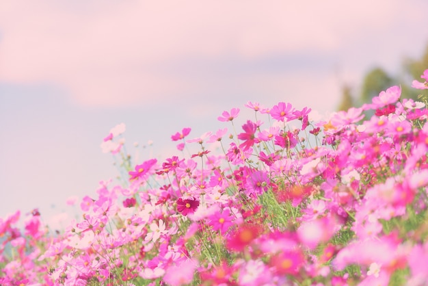 Kolorowy różowy kwiatu kosmos w ogrodowym tle - piękny kosmos kwitnie w naturze