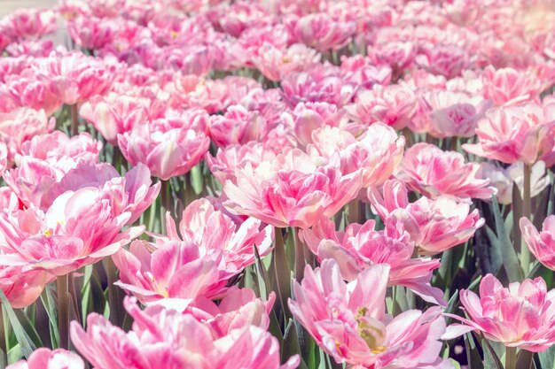 Kolorowy Różowy Tulipanów Kwiatów Tło