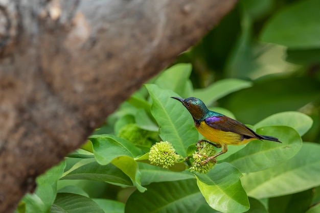 Zdjęcie kolorowy sunbird brown-throated na drzewie kwiat w ogrodzie