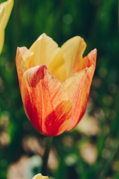 Kolorowy świeży kwiat tulipana w ogrodzie