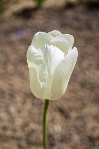 Kolorowy świeży kwiat tulipana w ogrodzie