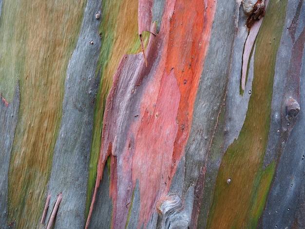 Kolorowy Tło Eucalyptus Bagażnik