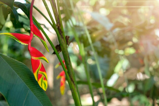 Kolorowy Tropikalny Kwiat. Heliconia Bihai (czerwony Palulu) Kwiat. Zbliżenie. Piękne I Jasne Kwiaty. Zdjęcie Wysokiej Jakości