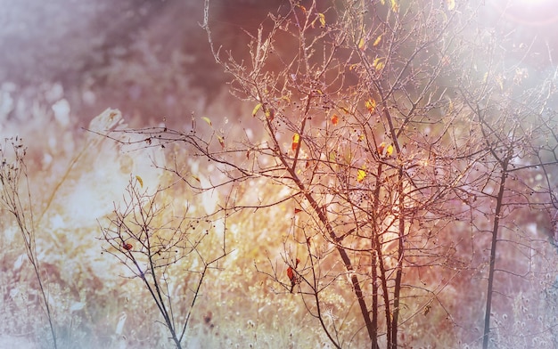 Kolorowy widok w sezonie jesiennym z żółtymi drzewami w pogodny dzień.