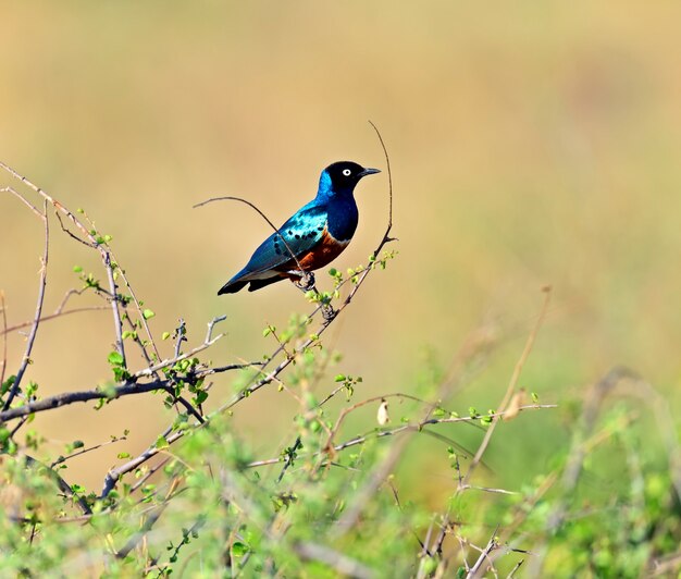 Kolorowy wspaniały szpak (Lamprotornis superbus), Kenia. Afryka.