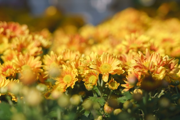 Kolorowy żółty kwiat chryzantemy
