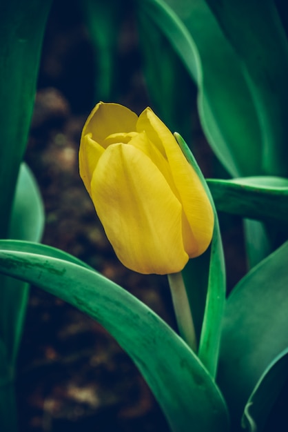 Kolorowych tulipanów łąkowa natura w wiośnie, Tulipanowy kwiatu tło