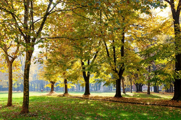 Kolory jesieni w Parco di Monza