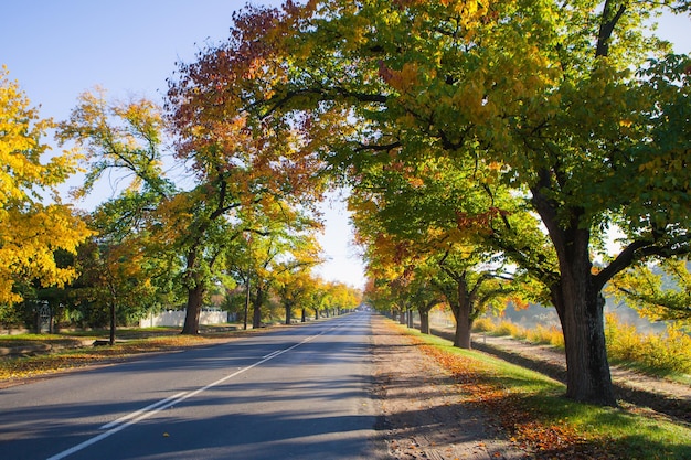 Zdjęcie kolory jesieni w wiejskim miasteczku maldon victoria australia
