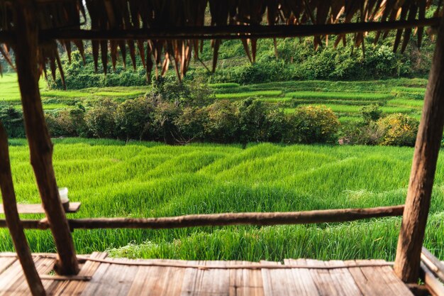 Zdjęcie kołyska w chacie z widokiem na pole ryżowerelaks przy polach ryżowych