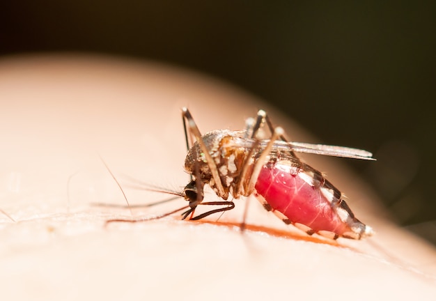 komar zasysający krew na ludzką skórę