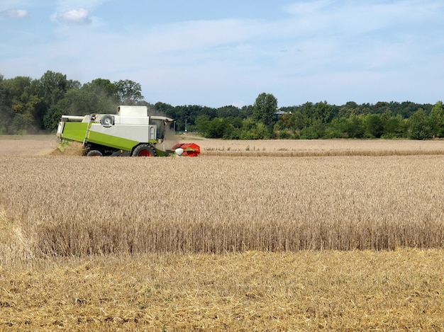 Kombajn W Polu Jęczmienia