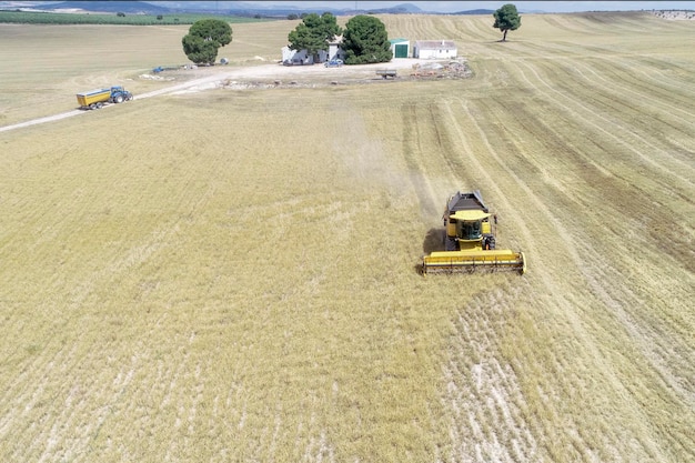 Kombajn zbierający zboże na polu zbożowym