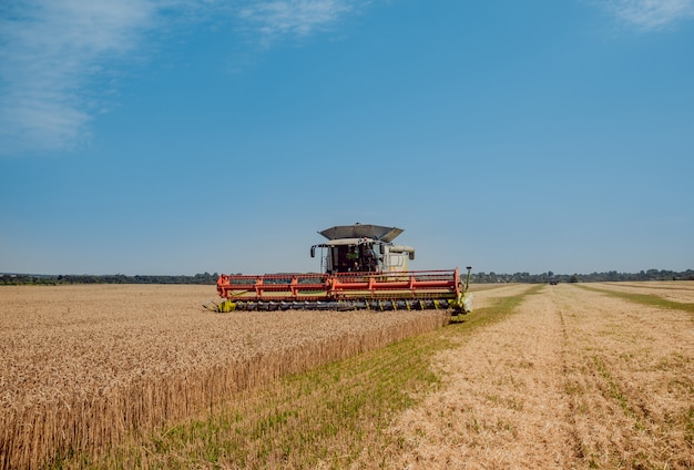 Kombajn zbożowy w akcji na polu pszenicy. Proces zbierania dojrzałej uprawy.