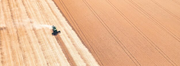 Kombajn zbożowy zbiera pszenicę na polu