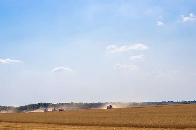 Kombajny Na Polu Pszenicy Pracują Nad Zbiorami