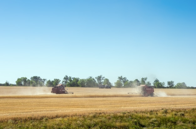 Kombajny zbożowe pracujące w polu