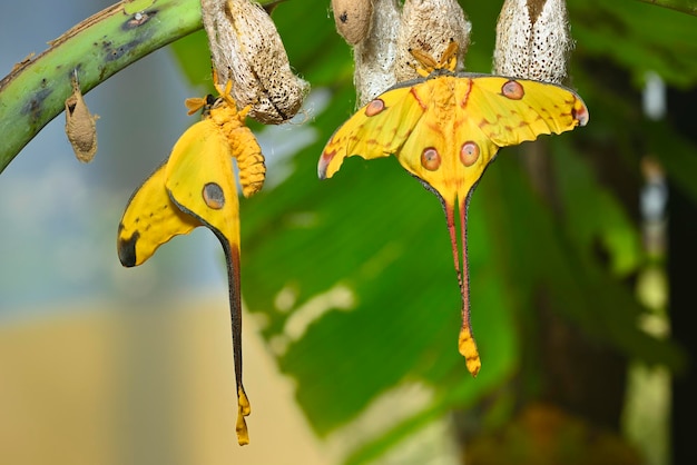 Kometa lub ćma księżycowa Argema mittrei Motyl pochodzący z lasów Madagaskaru