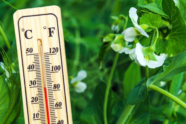 Komfortowa temperatura dla kwitnącego grochu na plantacji