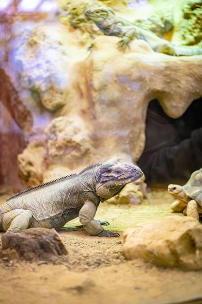 Komodo Dragon, Największa Jaszczurka Na świecie, Chodzi Przed Kamerą Z Niebezpiecznym Spojrzeniem