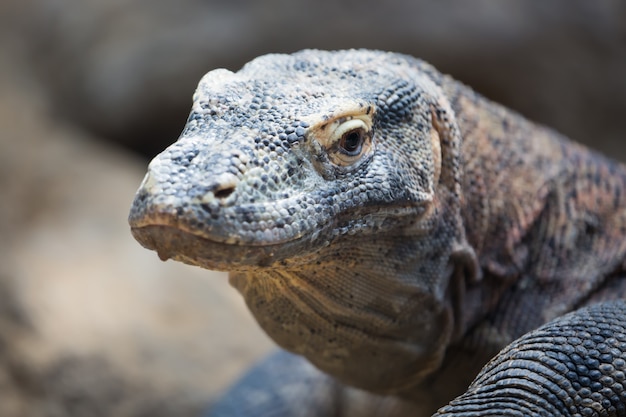 Komodo smok Varanus komodoensis z bliska portret