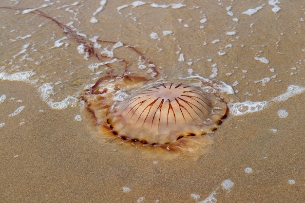 Kompasowa meduza na plaży