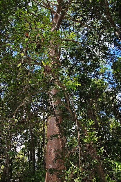 Kompleks rozrywkowy Kuranda w górach, Cairns, Australia