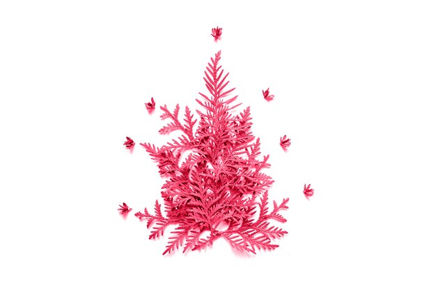 Kompozycja gałązek tui i maleńkich szyszek w kształcie choinki wyizolowanych na różowym tle Koncepcja kartki świątecznej stonowana w kolorze trendu viva magenta roku 2023