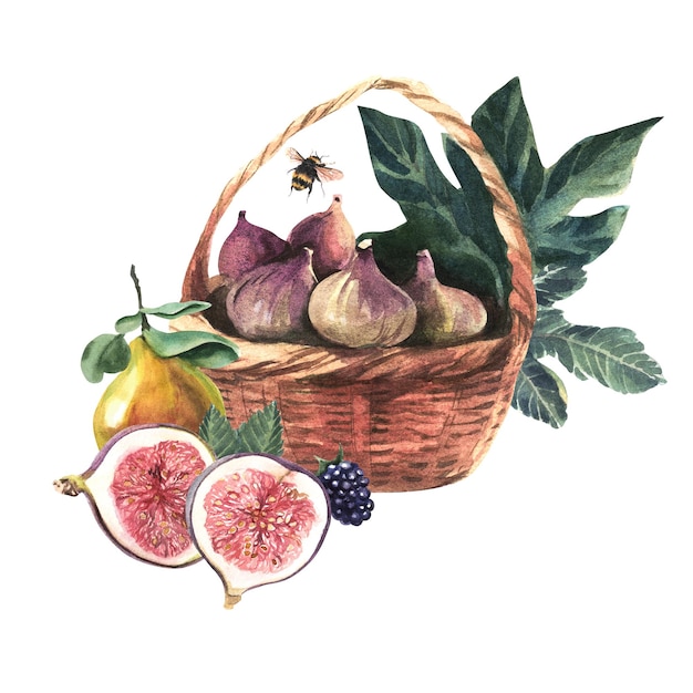 Kompozycja jagód, gruszek i fig z wiklinowym koszem na białym tle Akwarela