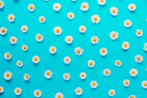 Kompozycja Kwiatów. Kwiaty Rumianku Na Pastelowym Niebieskim