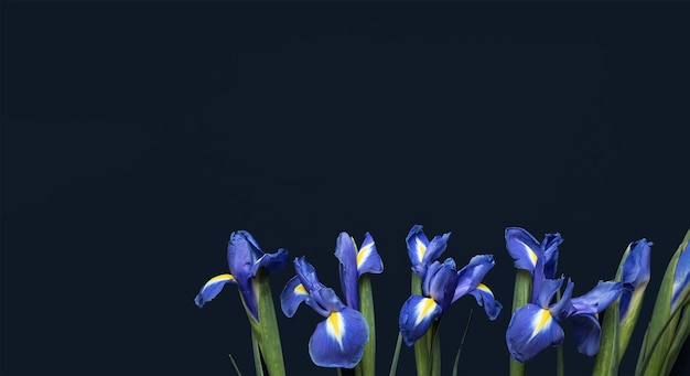 Kompozycja kwiatów Ramka wykonana z kwiatów irysów na niebieskim tle Walentynki dzień matki i w