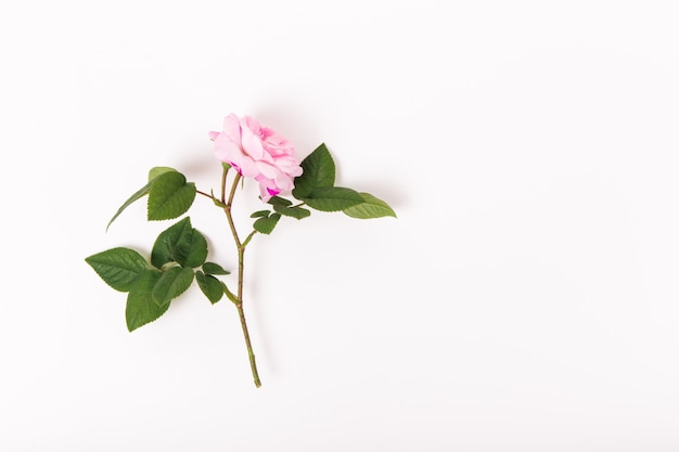 Kompozycja kwiatowa różowa róża na białym tle