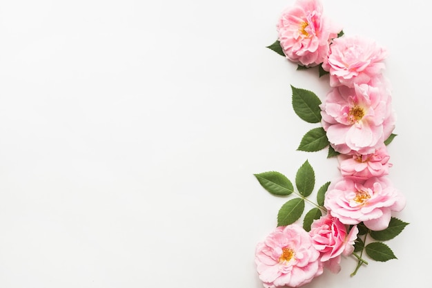Kompozycja kwiatowa wykonana z różowych róż na białym tle Kwiatowy wzór Płaska przestrzeń do kopiowania z widokiem z góry