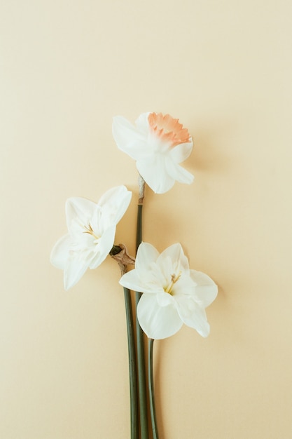 Zdjęcie kompozycja kwiatowa z kwiatem narcyza na pastelowych