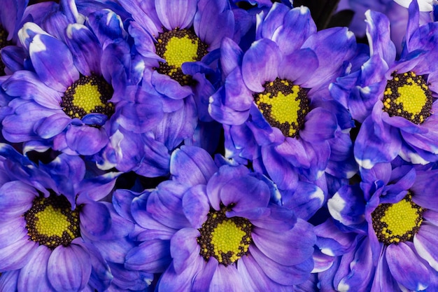Zdjęcie kompozycja pięknych kwiatów w tle