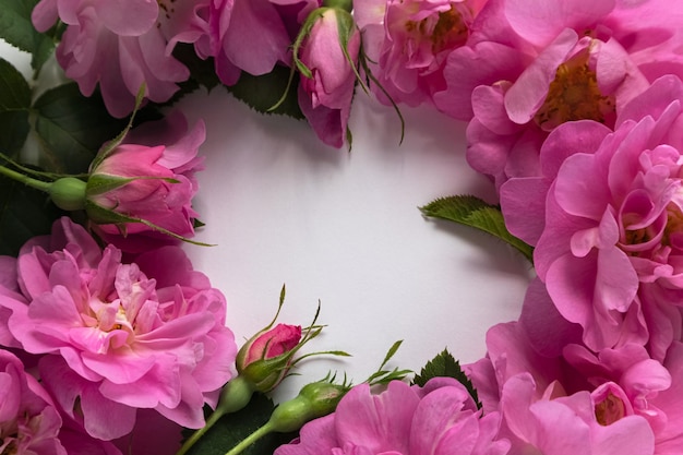 Kompozycja różowych róż na białym tle z miejscem na tekst Pocztówka